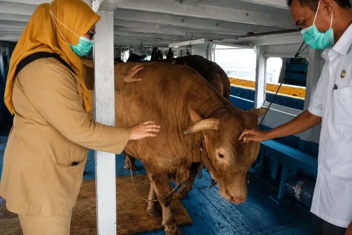 Petugas Pantau Hewan Kurban Kepulauan Seribu Jelang Iduladha 1447 H