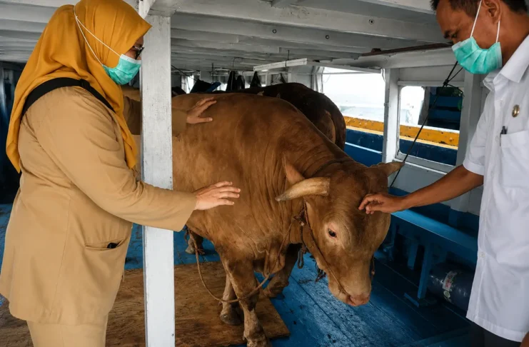 Petugas Pantau Hewan Kurban Kepulauan Seribu Jelang Iduladha 1447 H